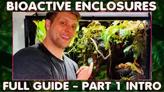 Bioactive Enclosures - A Full Guide - Part 1 Intro To Bioactive Set Ups