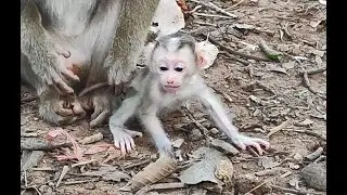 Very nice CLORIN baby CLORA monkey❤️💐🐒