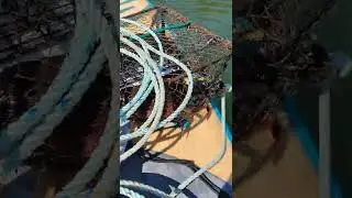 Red Rock crabbing Savary part 2
