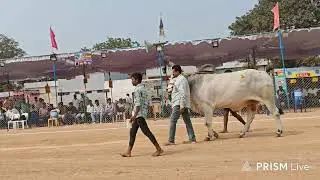 రెంటచింతల సబ్ జూనియర్స్ 3వ RK BULLS ( వీర సింహ 💥 డాన్ ) వేటపాలెం గ్రామం బాపట్ల జిల్లా..