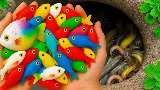 Catch Amazing Colorful Pond Fish, Angelfish, Molly, Guppy, Catfish, Crayfish, Snail, Turtle, Shark!