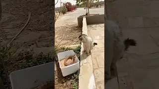 Animals With Lightning-Fast Reflexes ⚡