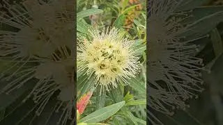 Unique Exotic Tropical Flowers 🌺🐜 | Nature & Ants in Darwin NT Australia #shorts
