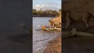 Lion vs Crocodile: Epic Fight Caught on Camera! 😱