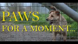 Paws For A Moment - Documentary