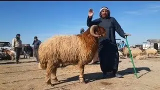 سوق الحدادية اليوم 2025/7/5 ربج الدلال أبو غازي والدلال السيد وحركة سوق الغنم والفطيمة