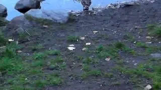 Flu and Backyard Birds