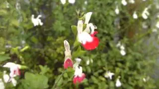 Salvia microphylla - Hot Lips - Runnasalv&iacute;ur  - Bl&oacute;mstrandi runnar - Sumarbl&oacute;m - Dvergrunni