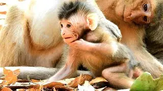 So Cute New Born Baby Monkey Leaning And Starting To Walking