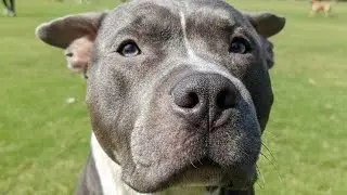 bulley ki training live 💥#bulley #pitbull #pitbulldog #doberman #boxerdog #facts #dogfacts #animals