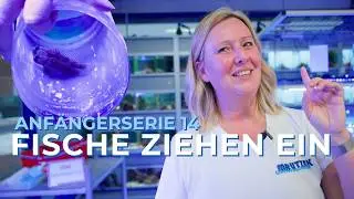 Teil 14: Die ersten Fische ziehen ein! | Meerwasseraquarium f&uuml;r Anf&auml;nger
