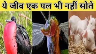 यह जीव कभी एक पल नहीं सोते हैं//This animals not sleeping. #wateranimals #sonus4up #knowladegevideos
