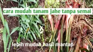 Cara tanam jahe tanpa semai dengan mudah
