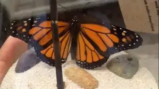 Venta ilegal de mariposas Monarca en redes sociales
