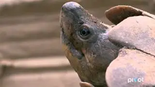 Behind the Issue: The Endangered Palawan Forest Turtle ('The Operatives')