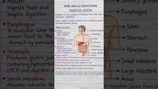 human digestive system function