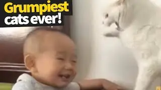 Grumpy Cat Compilation | Celebrating the Legacy of the Original Grumpy Cat