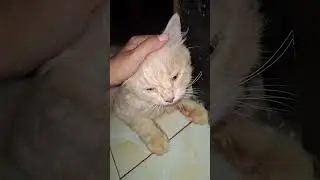 a good, obedient cat that is easy to understand🫠🤗🥰 #cat #cute #pets #funny #animals #kitten
