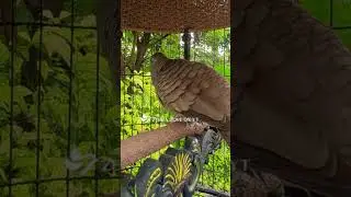 Zebra Dove call Bird sounds for relaxations 101 #birds #birdsounds #birdsoundscape #birdsong #animal
