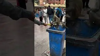 monkey :- Thug life🗿😎   Sigma Animals🗿 #monkey #animals #thuglife #funnyanimalsvideos