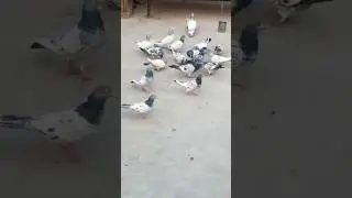 pigeon Lovers 😍❤️ #qawali #nfak #music #song #pigeon #bird #birds #video #viral #trending #ytshorts