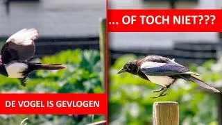 EOS Extra | Vooropname bij RAW-burst | EOS R7 (Dutch)