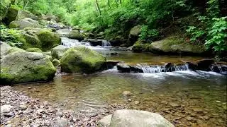 Pure Nature Soundscape: Forest Creek and Waterfall at Dusk