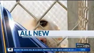 Vet Develops First Animal Blood Bank