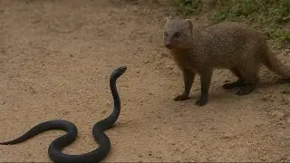 &iexcl;Adivina que pas&oacute; cuando esta est&uacute;pida Mamba Negra atac&oacute; a una mangosta!