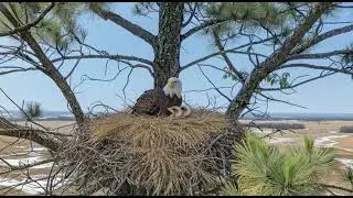 WINDY DAY SURVIVAL: Bald Eagle Protects Nervous Eaglets from Falling! 🦅🌪️