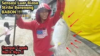 Mancing Ikan Baronang Babon Besar || Joran Tegek Nyaris Patah