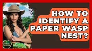 How To Identify A Paper Wasp Nest? - Reptilian Wonders