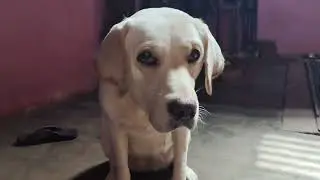 Fast long video long video jimmy ke sath #dog #dogs #doglover #viral #trending 