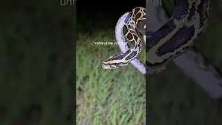 Catching wild pythons in the Florida Everglades. #reptiles #venomoussnakes #pets #python