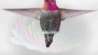 Natures magic in birds 🐤🦚🌴#birds #iridescence .ir #tiktokgame  #marriage 