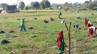 Basant weather time l working in field l Green Grass