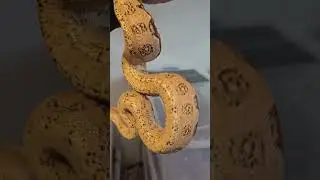 Aztec Boa
