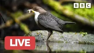 🔴 LIVE wildlife cameras 🐣 7 June 🌺 BBC Springwatch 2023