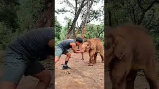 Spent the morning practicing Muay Thai with Moana and Maui  #elephant #muaythai#Onechampionship