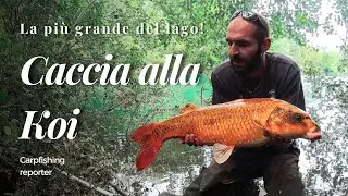 Carpfishing - Caccia alla Koi - La più grande del lago!