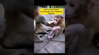 🙉🍞Baby Monkey Needs Food Now. Will He Get It?| Cute Monkey Compilation #shorts #babymonkey