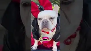 Luxury DOG Accessories‼️❤️💋💖 Drops Froday! #dogaccessories #dogs #dogfashion