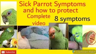 8 symptoms that show your parrot is sick and how to protect them