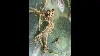 When melons wilt with adequate moisture.