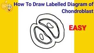 how to draw diagram of chondroblast step by step | how to draw chondroblast easily