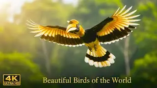 The Most Beautiful Birds in Nature | Colorful and Rare Species - 4K Nature ASRM
