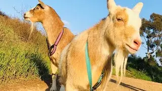 Happy Birthday Goats!