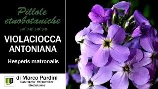 Pillola etnobotanica - Esperide, Violaciocca antoniana