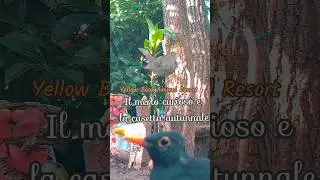 🐦&zwj;⬛🍁🏡 Il merlo curioso osserva la casetta autunnale al villaggio #yellowbeak #birds #autumn