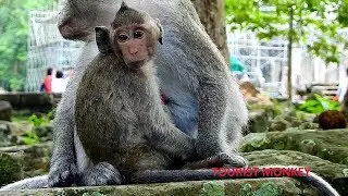 OMG monkey Jane nearly give a birth still nurse poor baby Janet, Janet very happy to get fresh milk